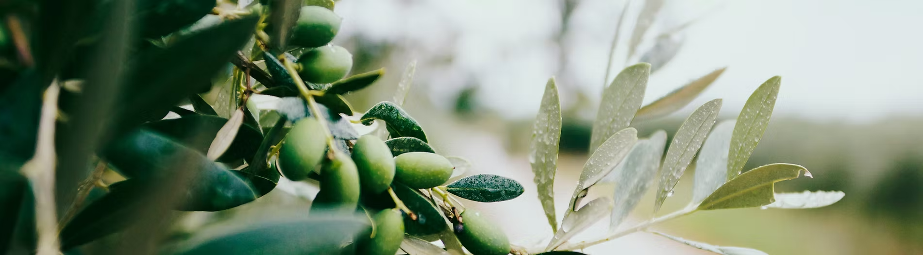 Olive branches background