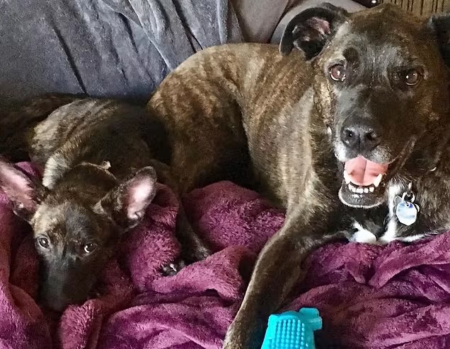 Dogs on purple blanket