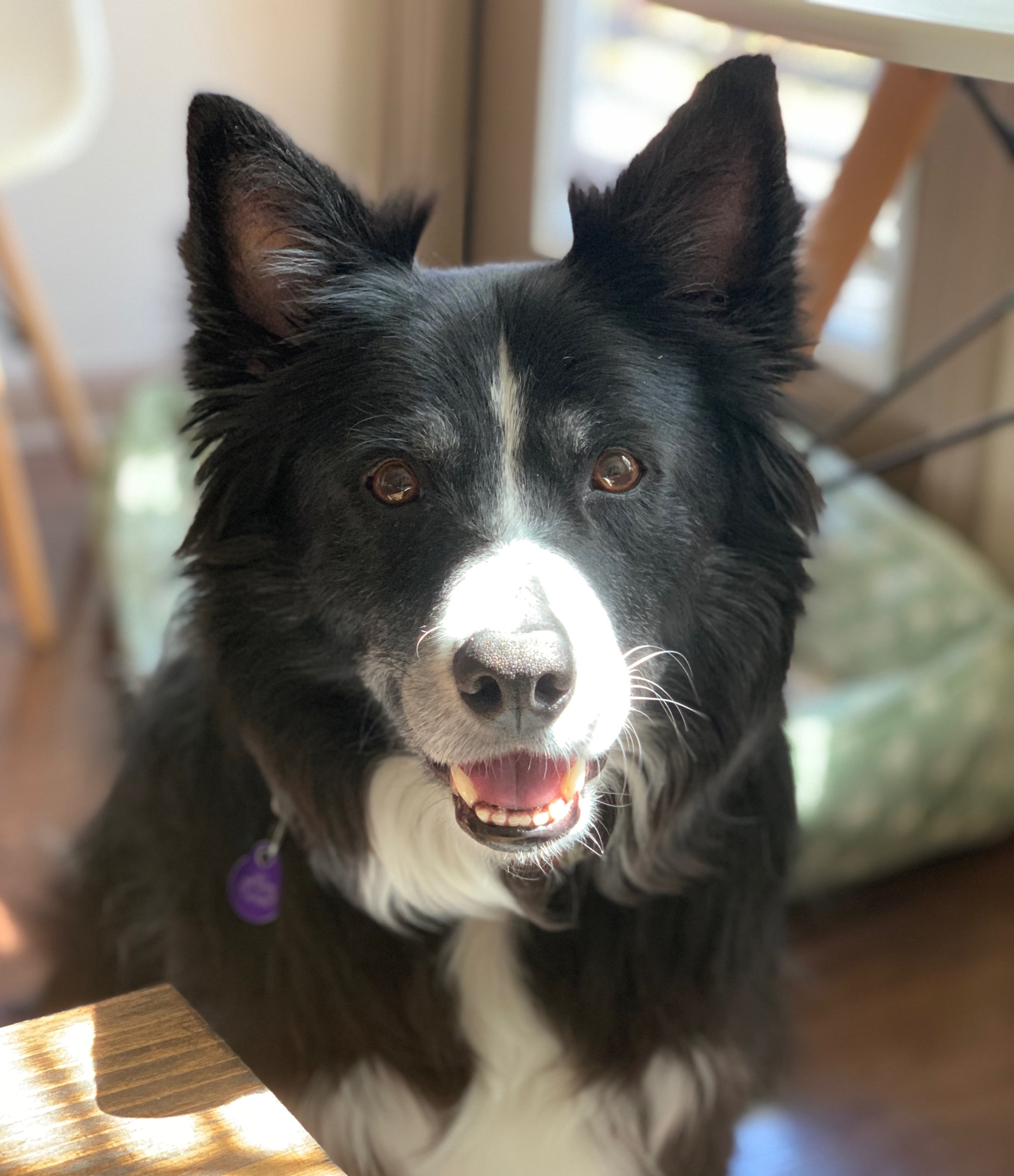 Grey Border Collie with brown eyes