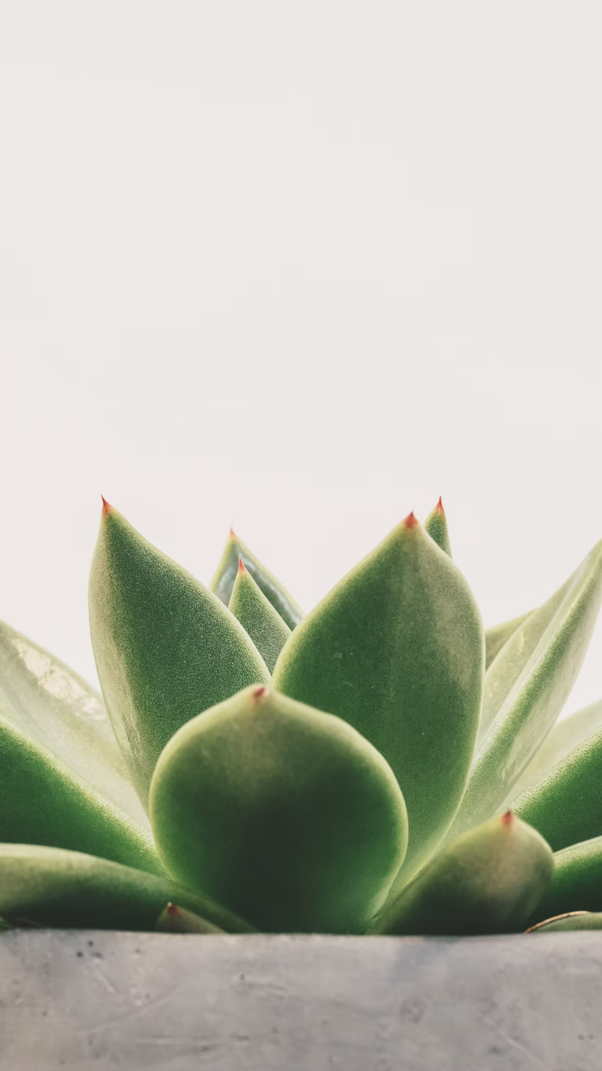Succulent background